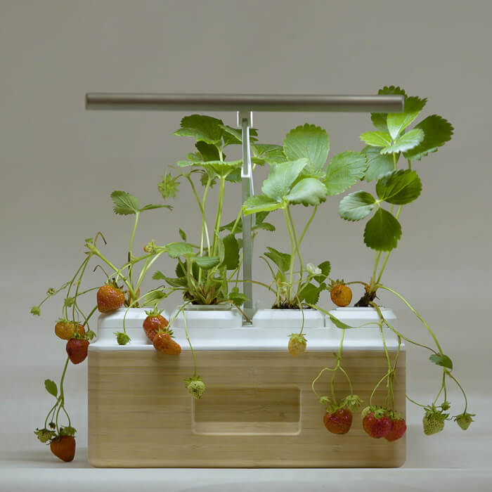 Totam planter